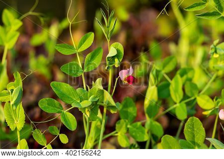 Pea Flower Or Motor Shuti Or Pisum Sativum From Leguminosae Ideal Vegitable