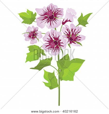 Fleurs rose mauve à feuilles vertes, isolé sur fond blanc. Illustration vectorielle