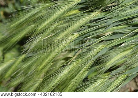 Wall Barley - Latin Name - Hordeum Murinum