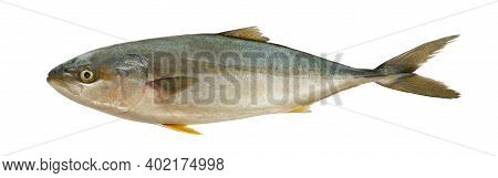 Amberjack Fish Or Banded Kingfish Isolated On White Background And Have Copy Space With Large Pictur