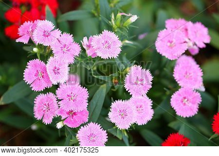 Pink Dianthus In Bloom,flowers Are Blooming In Winter.