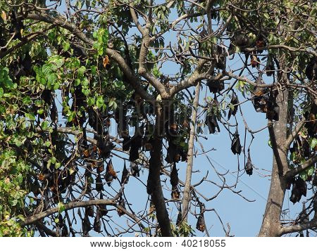 Megabats