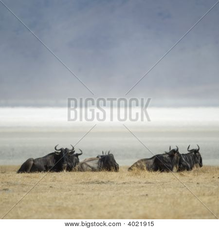 Wildebeest sürüsü