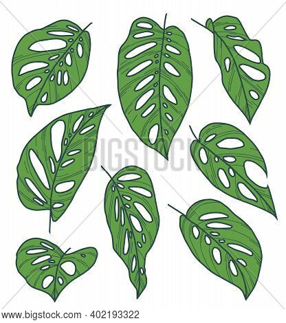 Vector Collection Drawing Set Of Exotic Leaves Of Houseplant With Botanic Name 'monstera Adansonii'
