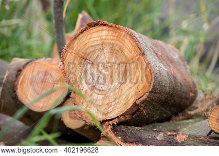 Cracked Tree Trunk Cross Section As Exposed Timber Shrinks. Deep Cracks, Natural Fissures, Natural S