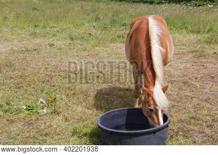 Haflinger Pony Drinking In A Trough In A Field In Brittany