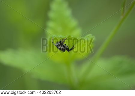 Salticidae Spider On A Green Leaf Isolated On A Blurred Green Background. Evarcha Is A Genus Of Spid