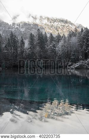 Blausee Lake, Switzerland. Blue Lake In Winter, The Pinetrees With Snow And Lake With Crystal Clear 