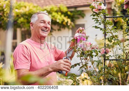 Retired Man At Work Pruning Roses On Trellis Arch In Garden At Home