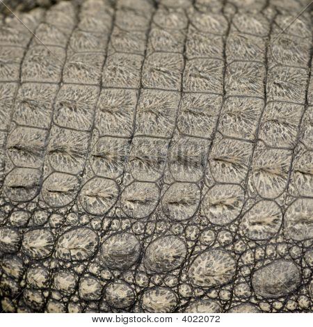 Giovane Caiman