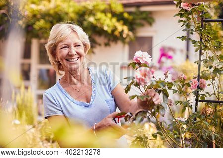 Retired Woman At Work Pruning Roses On Trellis Arch In Garden At Home