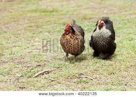 两个有机生活免费范围矮脚鸡母鸡