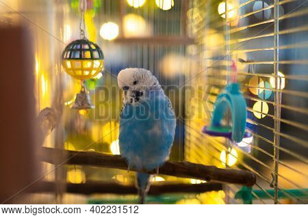 Photo Of Cute Blue Blue Budgerigar In A Cage With Toys