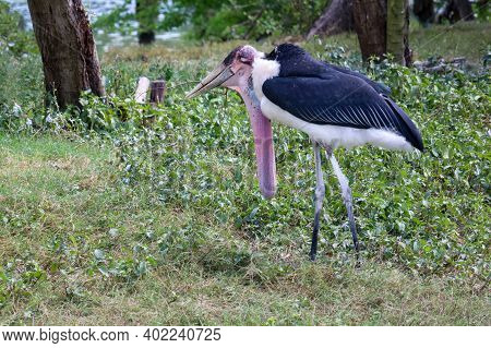 The Maraboustork Bird Animal In Garden At Thailand