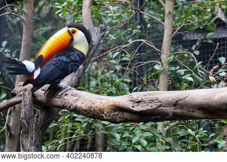 The Toco Toucan Bird On The Wood Tree In Zoology