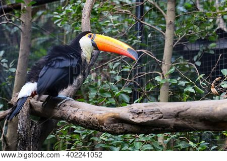The Toco Toucan Bird On The Wood Tree In Zoology