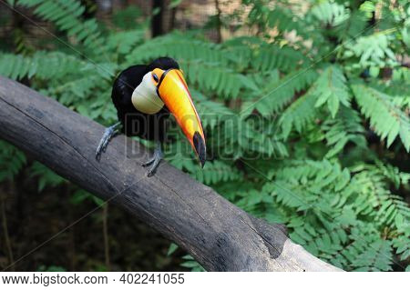 The Toco Toucan Bird On The Wood Tree In Forest