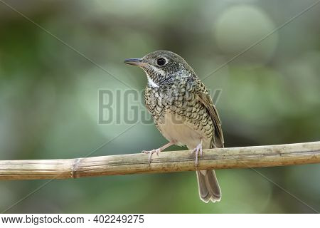 Lovely White With Black Camouflage Bird Happily Perching On Dried Banboom Stick, Female White-throat