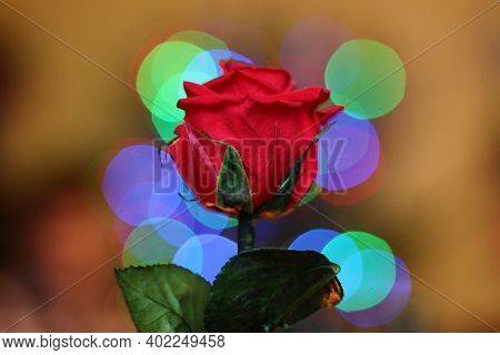 Photo Of Red Rose With Beautiful Colorful Bokeh Making Rounds.