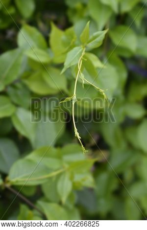 Silkvine Branch - Latin Name - Periploca Graeca