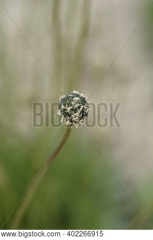 Common Globularia Seed Head - Latin Name - Globularia Punctata