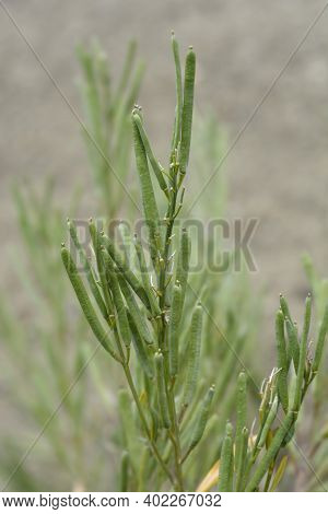 Alpine Wallflower Seed Pods - Latin Name - Erysimum Cheiri