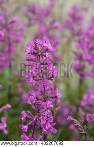 Sticky Catchfly Pink Flowers - Latin Name - Lychnis Viscaria (silene Viscaria)