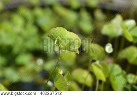 Four Leaf Pepperwort - Latin Name - Marsilea Quadrifolia