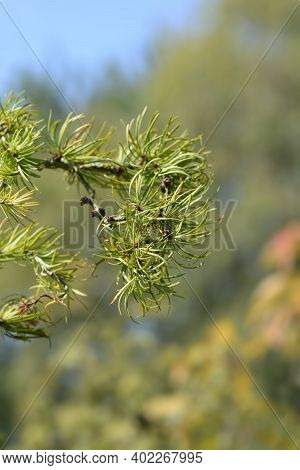 Larch Diana Branch - Latin Name - Larix Kaempferi Diana