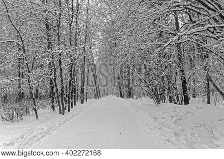 Walking Path In The Winter Forest. Landscape Reserve Teply Stan, Moscow, Russia. January.