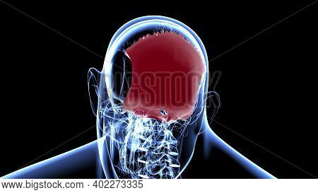 Human Skeleton Skull Occipital Bone Anatomy For Medical Concept