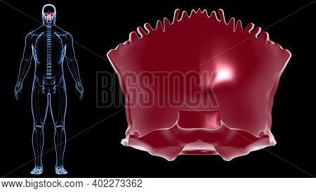 Human Skeleton Skull Occipital Bone Anatomy For Medical Concept