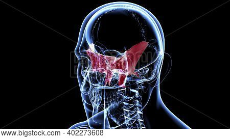 Human Skeleton Skull Sphenoid Bone Anatomy For Medical Concept