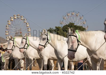 Hvid Marwari heste på Pushkar Fair