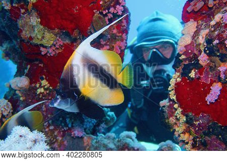 Man Scuba Diver Admiring Shoal Of Beautiful Bannerfish Near Coral Reef (heniochus Intermedius)