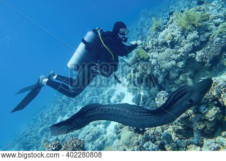 Scuba Diver In The Sea And Giant Moray Eel