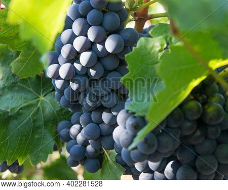 Vineyards In Summer Harvest. Large Bunches Of Red Wine Grapes.
