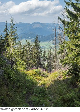 View On Village Liptovska Luzna With Pink Blooming Flowers At Foothills Of Low Tatras Mountains With
