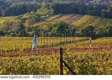 Vineyards In South Moravia Near Mikulov. On The Right Is An Artificial Scarecrow To Scare The Birds