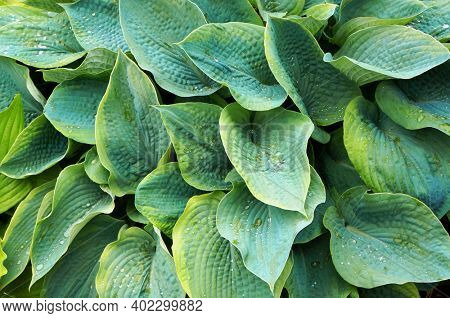 Lush green foliage of decorative plant Hosta (Funkia) with water drops on leaves after rain.
