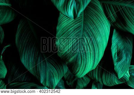 Tropical Banana Leaf Texture In Garden, Abstract Green Leaf, Large Palm Foliage Nature Dark Green Ba