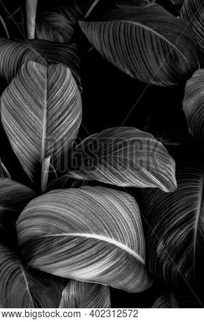 Tropical Banana Leaf Texture In Garden, Abstract Green Leaf, Large Palm Foliage Nature Dark Green Ba
