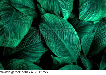 Tropical Banana Leaf Texture In Garden, Abstract Green Leaf, Large Palm Foliage Nature Dark Green Ba