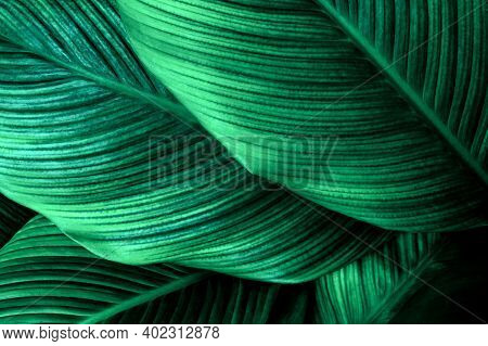 Tropical Banana Leaf Texture In Garden, Abstract Green Leaf, Large Palm Foliage Nature Dark Green Ba