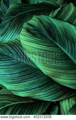Tropical Banana Leaf Texture In Garden, Abstract Green Leaf, Large Palm Foliage Nature Dark Green Ba
