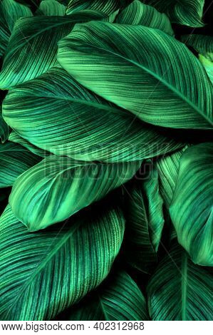 Tropical Banana Leaf Texture In Garden, Abstract Green Leaf, Large Palm Foliage Nature Dark Green Ba