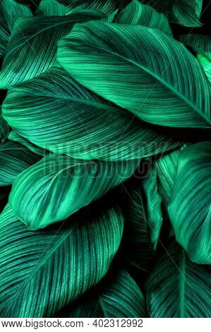 Tropical Banana Leaf Texture In Garden, Abstract Green Leaf, Large Palm Foliage Nature Dark Green Ba