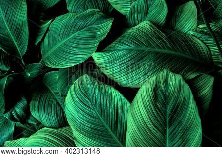 Tropical Banana Leaf Texture In Garden, Abstract Green Leaf, Large Palm Foliage Nature Dark Green Ba