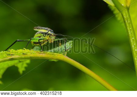 A Macro Image Of A Black Kneed Cone Head Siting On A Leaf