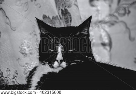 A Tuxedo Male Cat Looking Straight At You While Laying Upright. New City, Ny - 1/8/2021